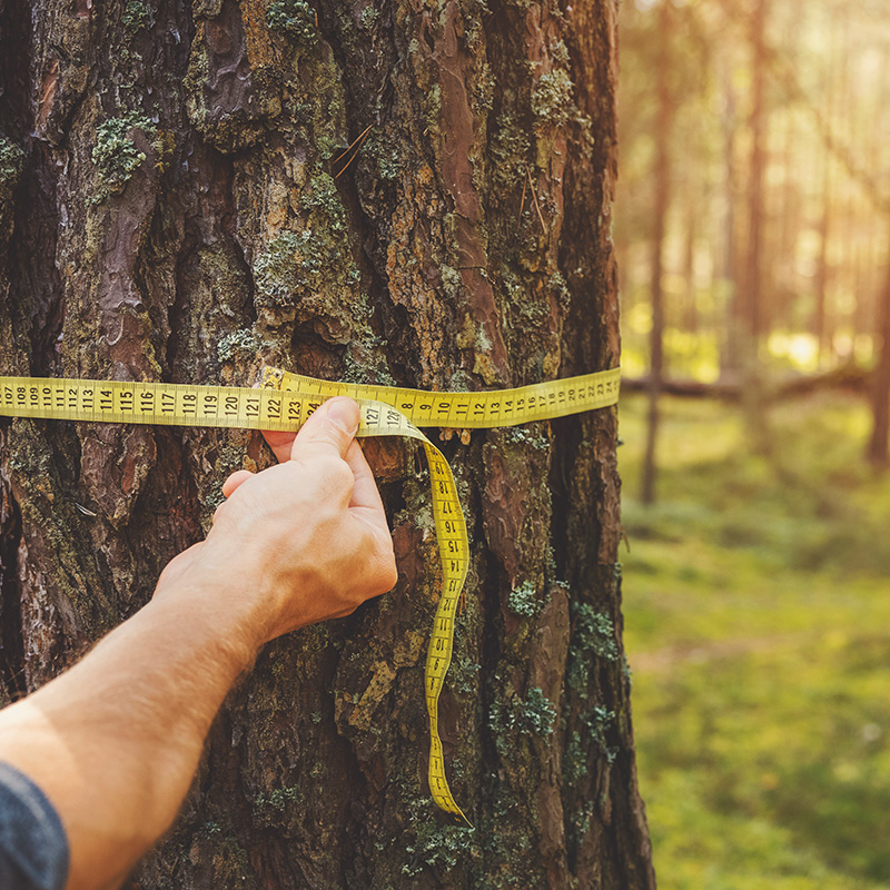 Levantamentos Florísticos